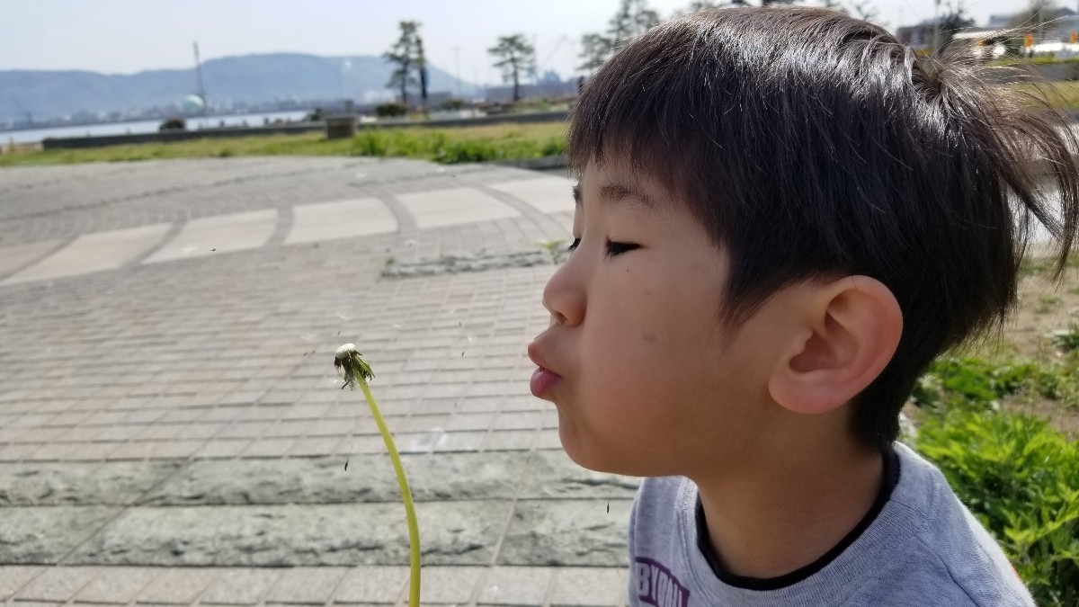 サンポート高松でタンポポ発見✨